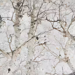 two white trunks with a lot of brown leaves in them