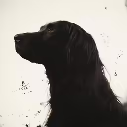 a black dog with its head turned sideways