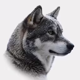 a dog covered in snow standing next to a white wall