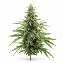 an image of cannabis plant on white background