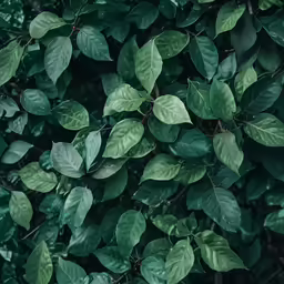 a large green tree with leaves in the foreground