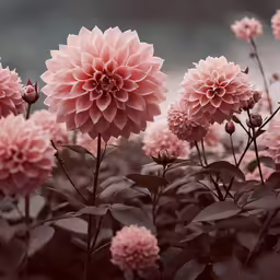 the flower is in pink and gray colors