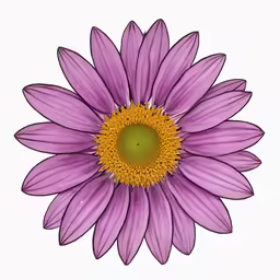 purple and yellow flower on a white background