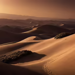 the desert is vast and beautiful as many trees and plants grow in it