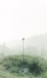 a small, barren, overgrown meadow with a single tree sticking out of it