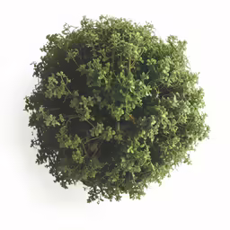 an overhead view of a green tree on a white background