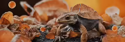 the lizards are all standing in the grass