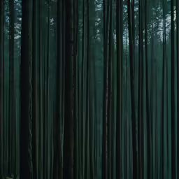 the forest is full of tall trees, all dark