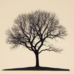 the silhouette of a tree with no leaves