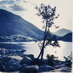 tree with rock on edge of river in landscape