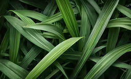 closeup of a leafy grass plant