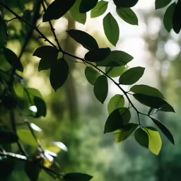 the branch of a tree in front of green trees