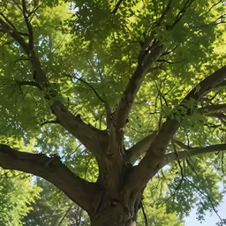the branches and leaves of a tree can be seen upward