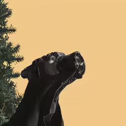there is a camera in the air on top of a dog