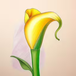 the picture shows a large lily in yellow and green,a simple colored pencil drawing of a flower,the outline of a yellow flower with green stems,a picture of a yellow flower with green stem,a drawing of a yellow flower with green stems