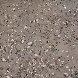 the stone surface is made up of shells