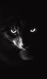 black and white photo of a cat in the dark
