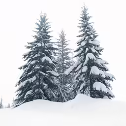 three evergreens covered with snow in the middle of winter