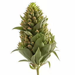 the plant has an unusual long stem