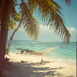 hammock strung by tree in front of clear blue waters