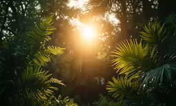 the sun is shining through some trees with leaves