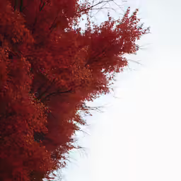 the trees are changing colors during autumn