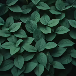 a green wall with lots of leaves