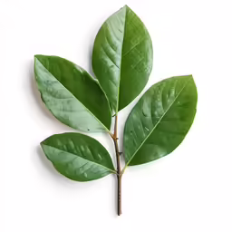 a green plant sprout of green leaves