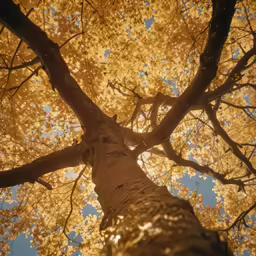 the top of the tree with its branches exposed