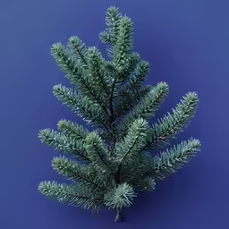 a close up of a pine branch against a blue background