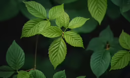 large green leaves with lots of green on them