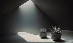 a pair of cactuses sit on the floor in a dark room