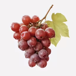 grapes on the vine are almost ready to eat