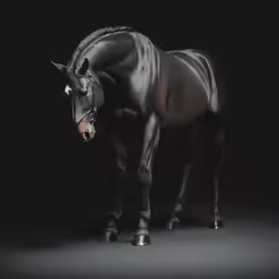 a black horse is shown with the grey spots on its back