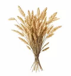 some very pretty tall wheat stalks on white
