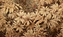 closeup of brown leaves on a plant
