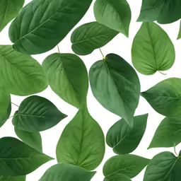 green leaves and leafs, all on a white background
