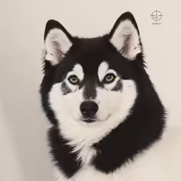 a black and white husky looking at the camera