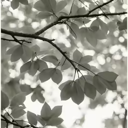 a tree branch with a lot of leaves