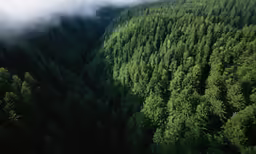 a group of green trees that are in the forest