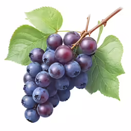 grapes hanging on a vine with green leaves