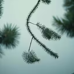 the pine branches are close together in the mist