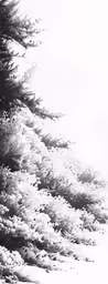 black and white photograph of the back side of a pine tree