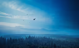 a lone bird flying in a blue sky over the forest