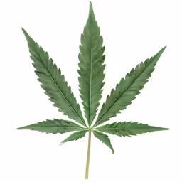a single cannabis leaf against a white background