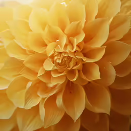 close up of yellow flower with drops of dew