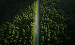 aerial view of a road through the forest