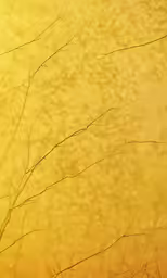 the sun is shining on branches on the wall