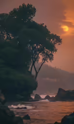 a group of trees sitting on top of a rocky beach