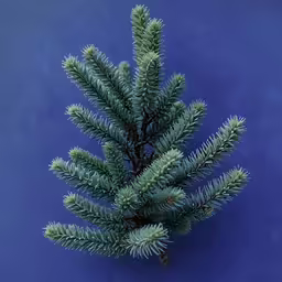 pine cones on a blue background with no frond